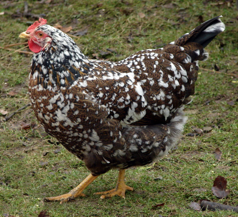 Schwedisches_Blumenhuhn_Henne