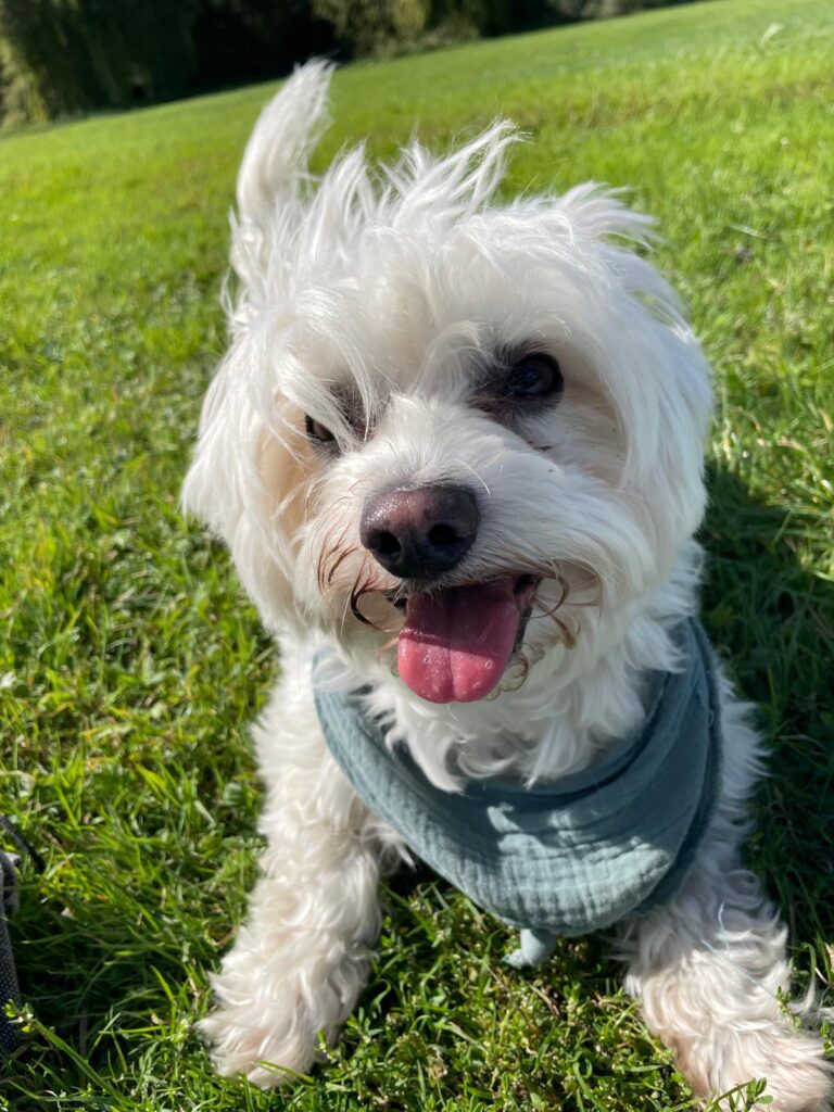 Stella_2