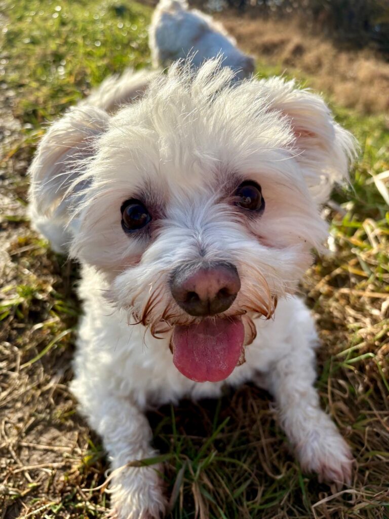 Stella_3